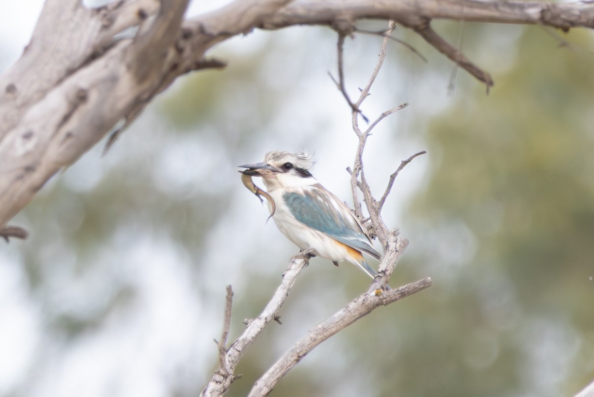 Red-backed Kingfisher - ML642786553
