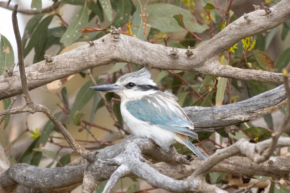 Red-backed Kingfisher - ML642786555