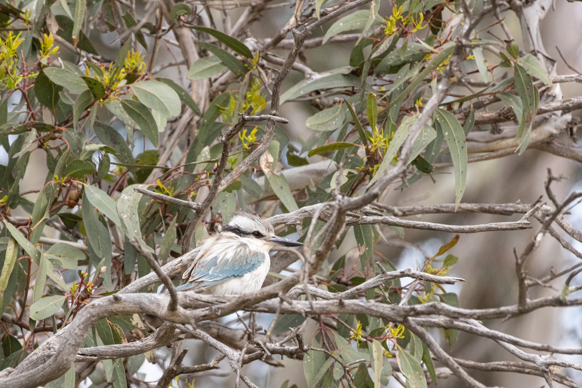 Red-backed Kingfisher - ML642786557