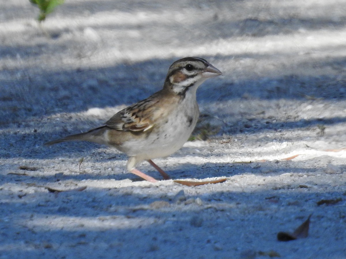 Lark Sparrow - ML642786559