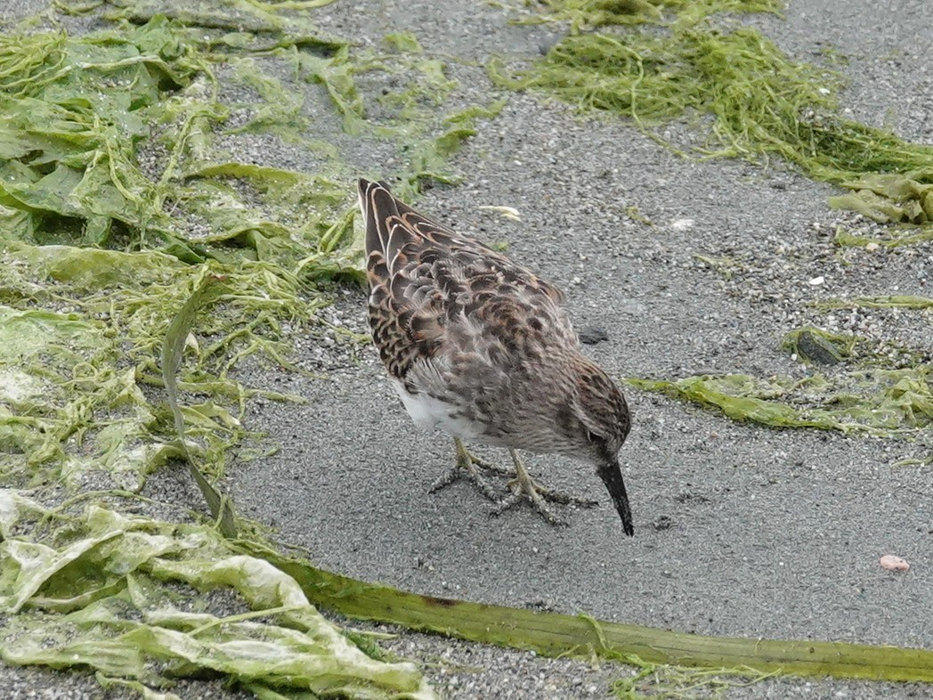 Least Sandpiper - ML642786561