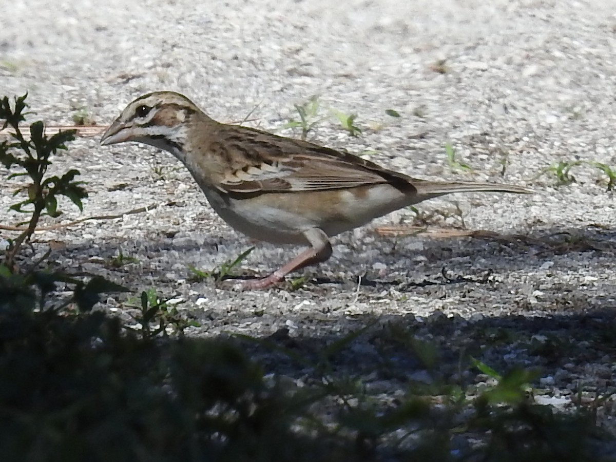 Lark Sparrow - ML642786573