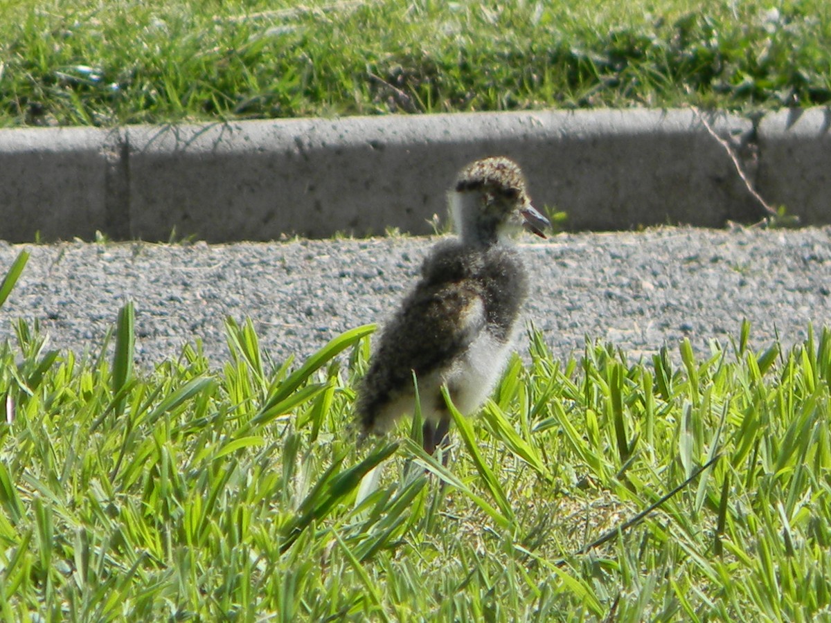 Southern Lapwing - ML642786575