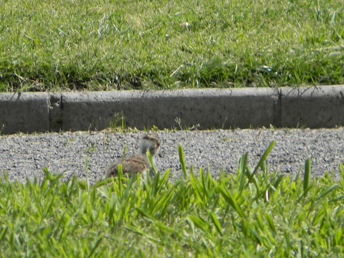 Southern Lapwing - ML642786576