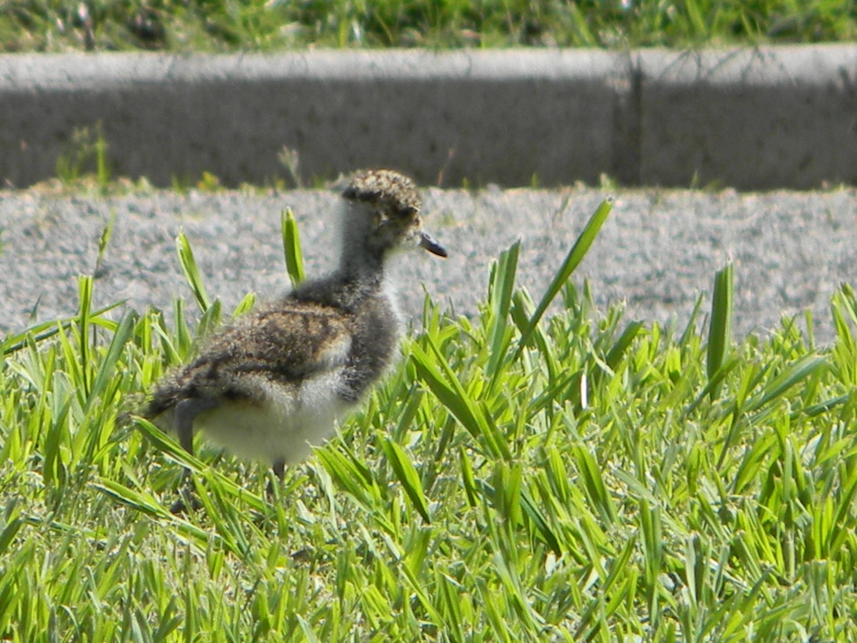 Southern Lapwing - ML642786581