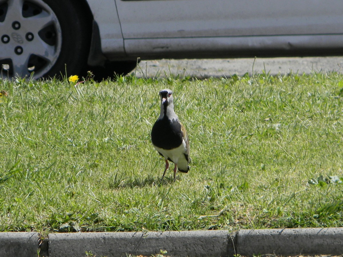Southern Lapwing - ML642786582