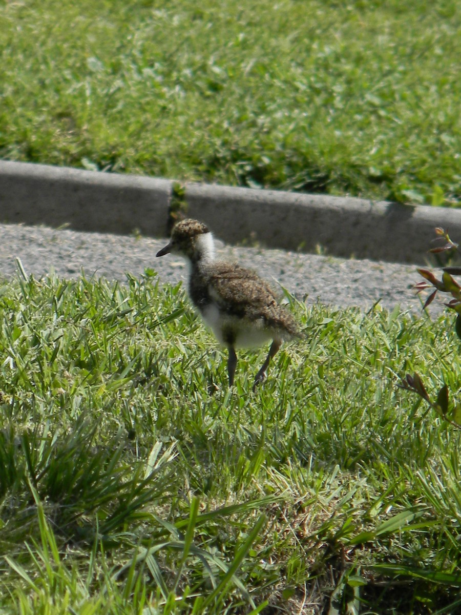 Southern Lapwing - ML642786585