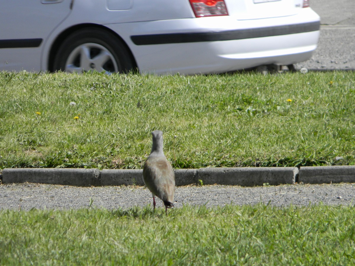 Southern Lapwing - ML642786586