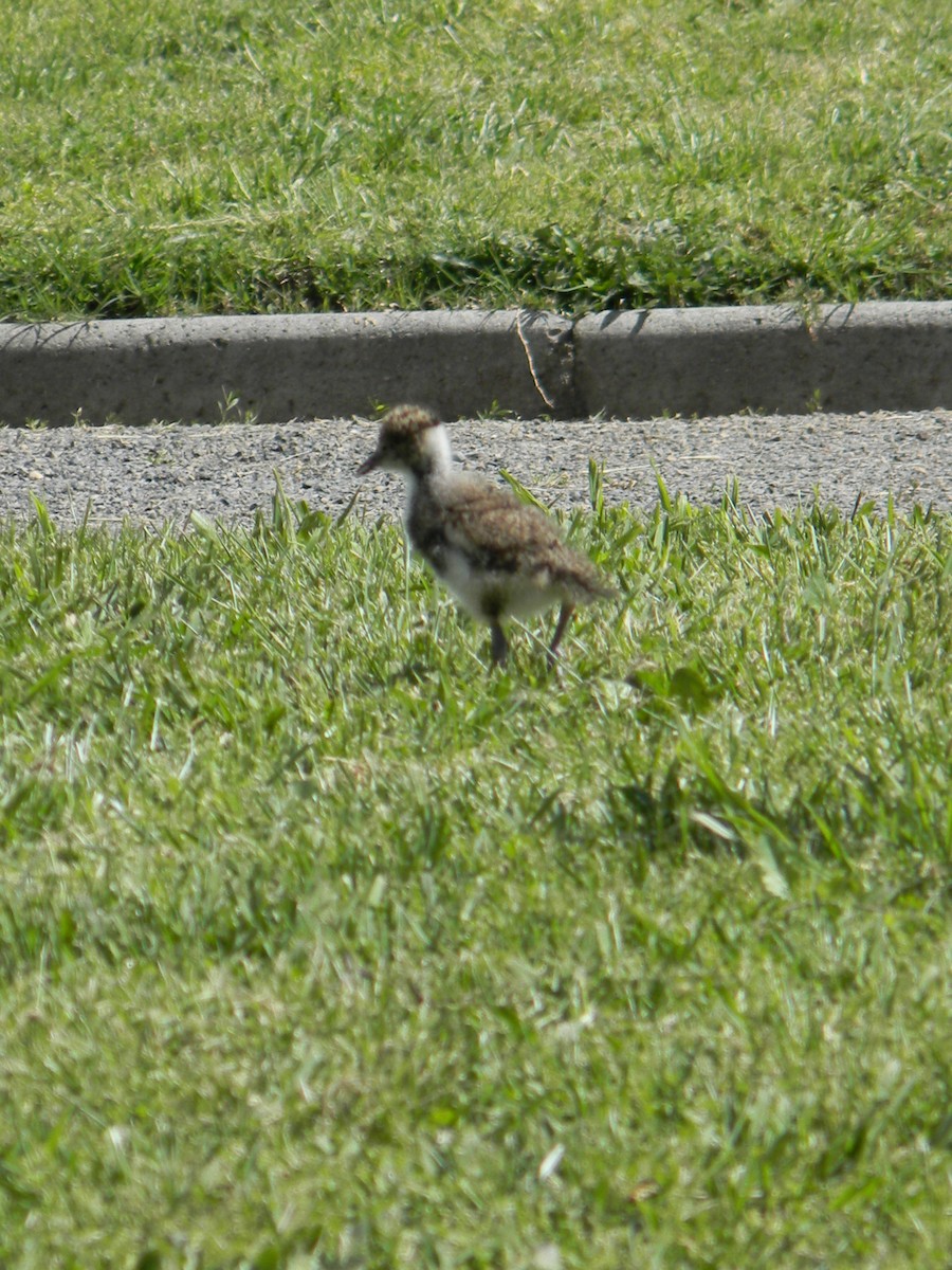 Southern Lapwing - ML642786588
