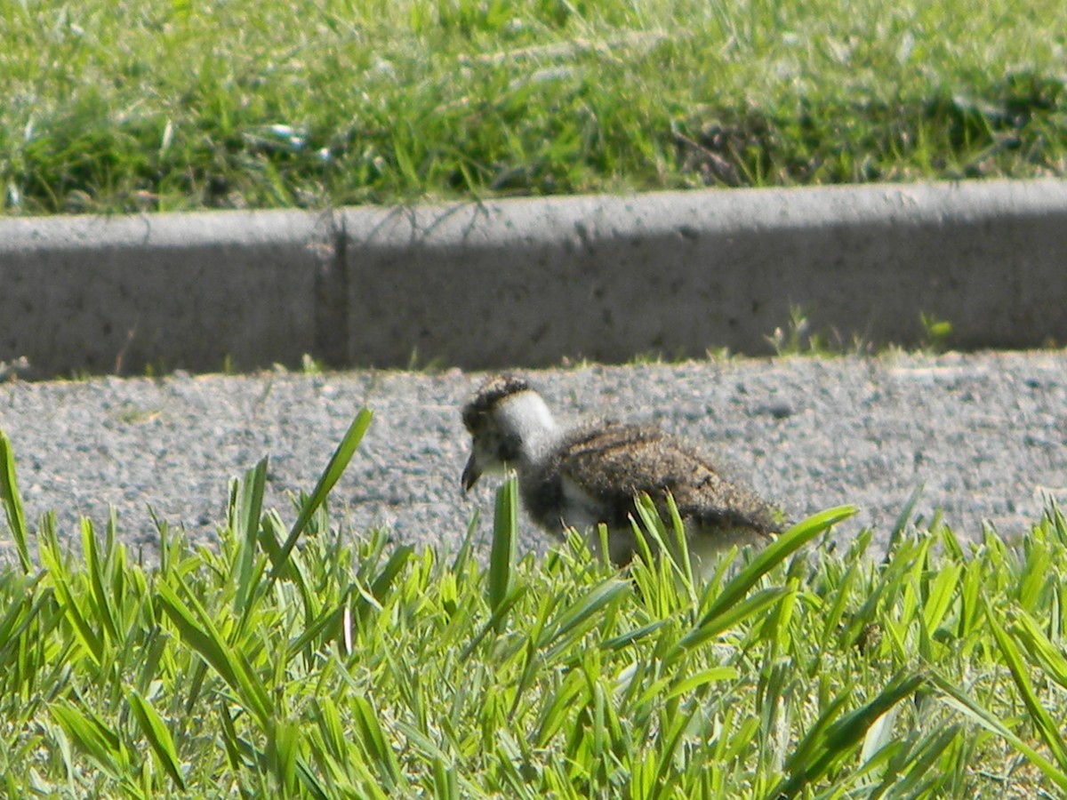 Southern Lapwing - ML642786589