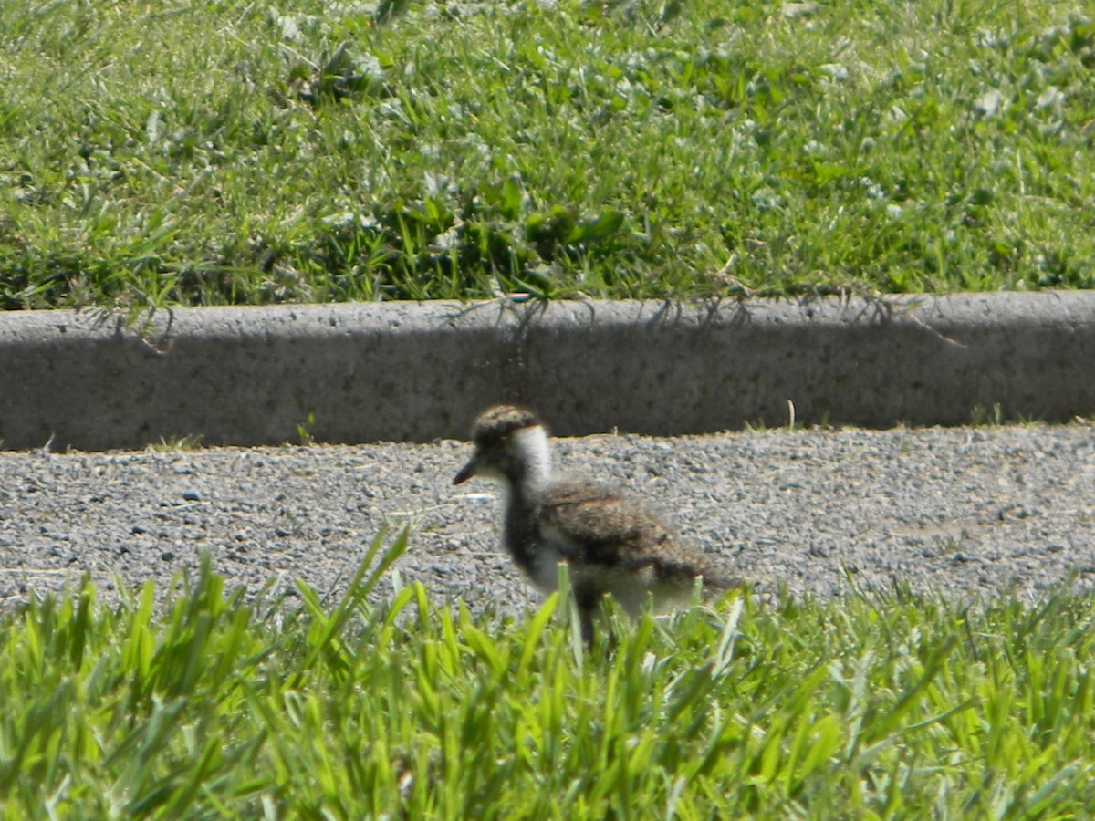 Southern Lapwing - ML642786591