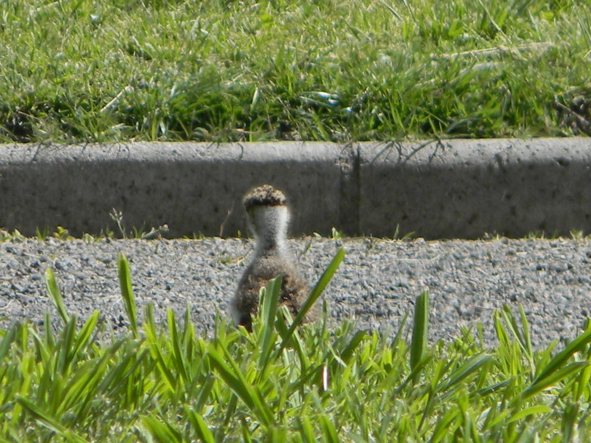 Southern Lapwing - ML642786592