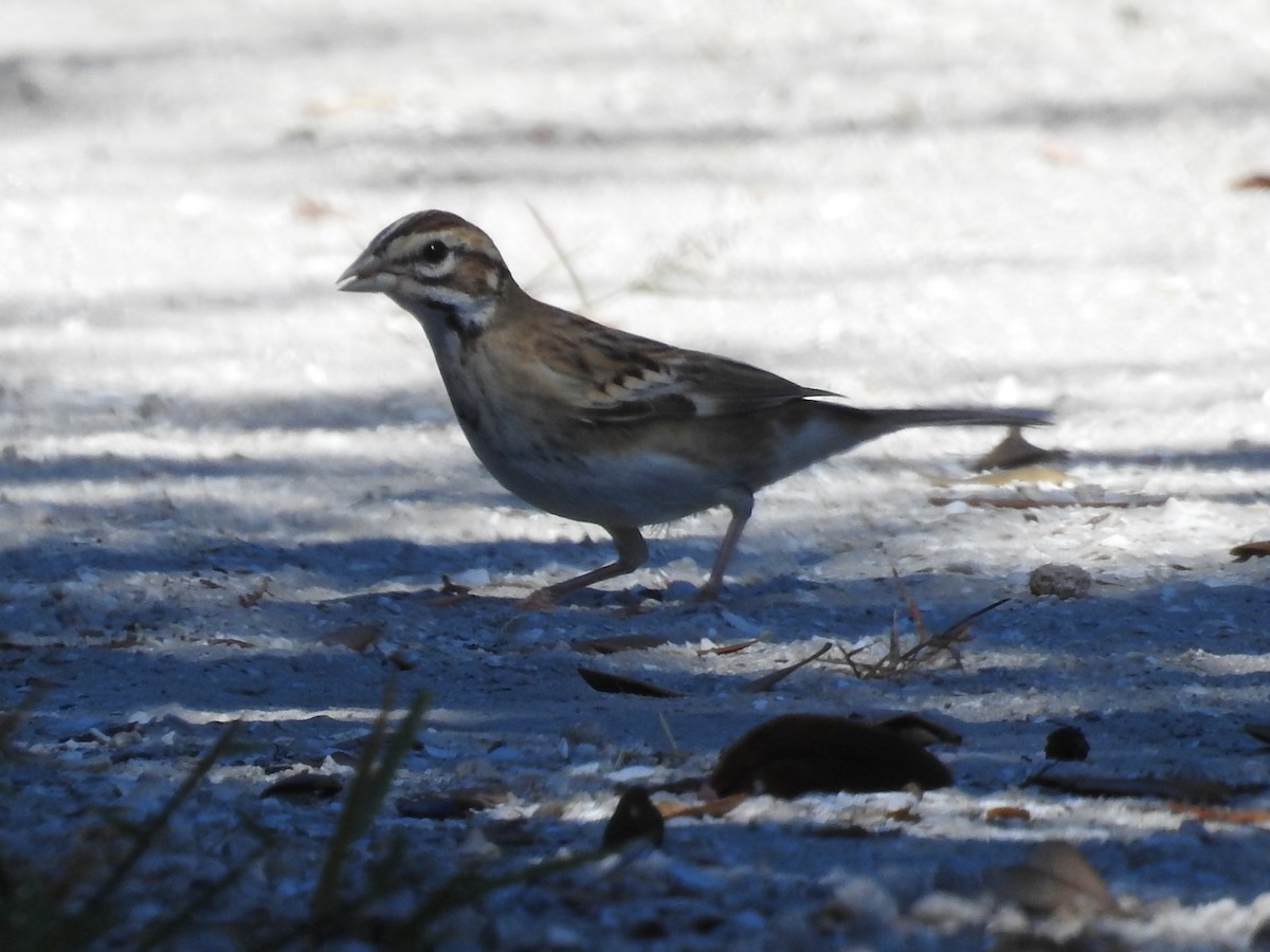 Lark Sparrow - ML642786594