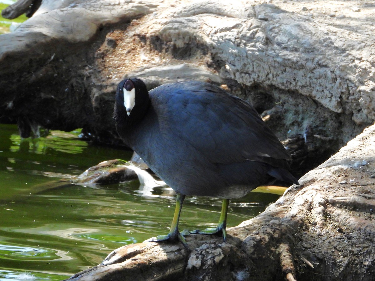 American Coot - ML642786596