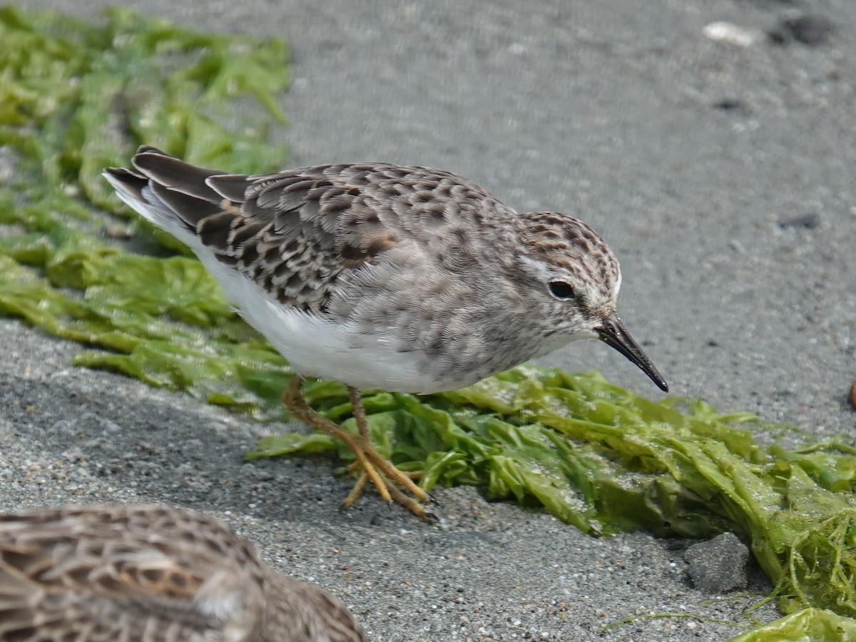 Least Sandpiper - ML642786603