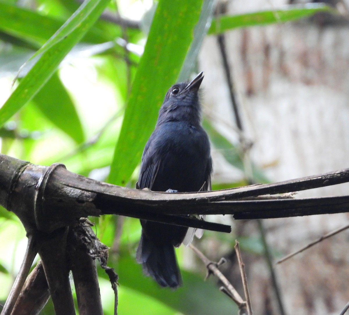 Bluish-slate Antshrike - ML642786604