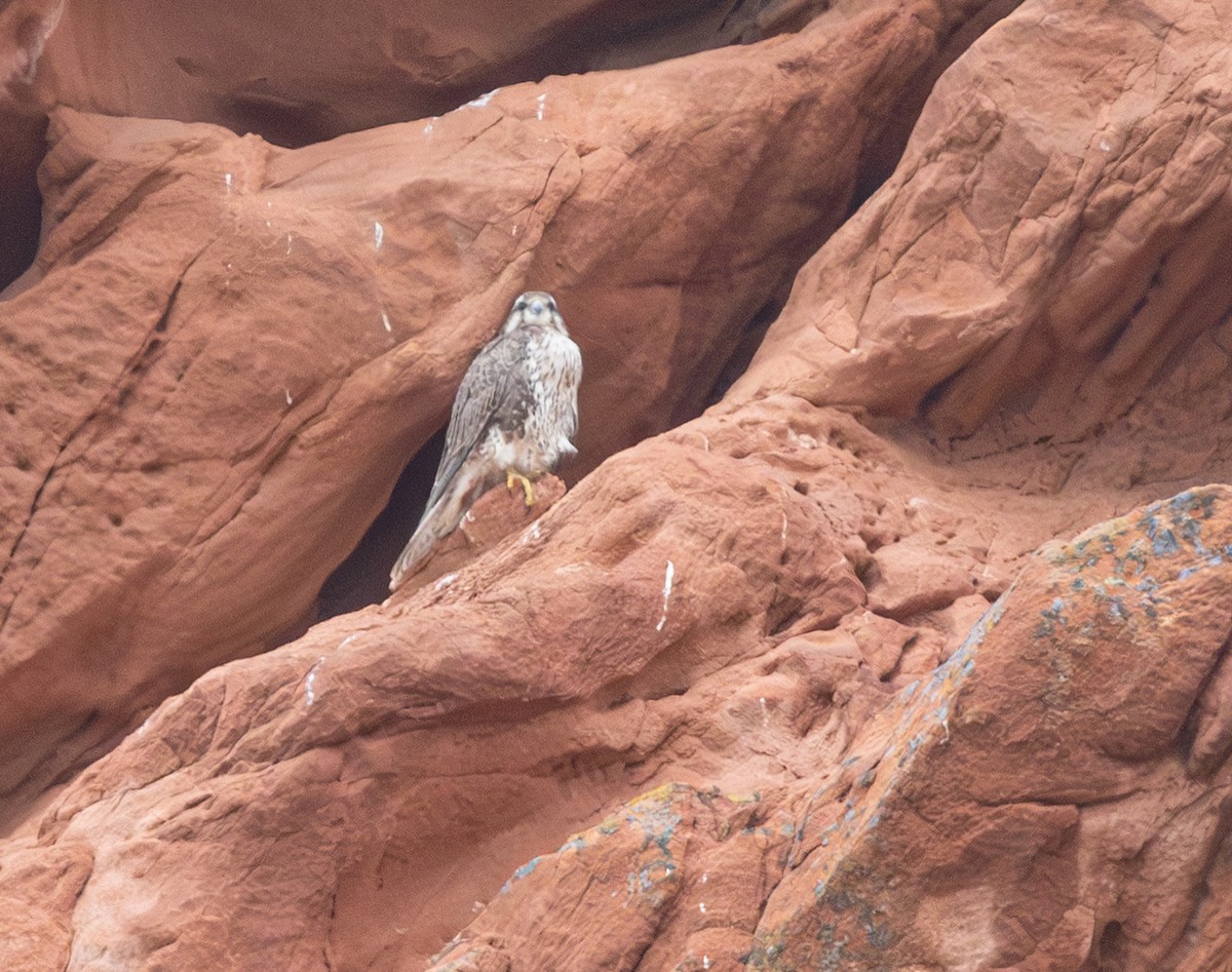 Prairie Falcon - ML642786607