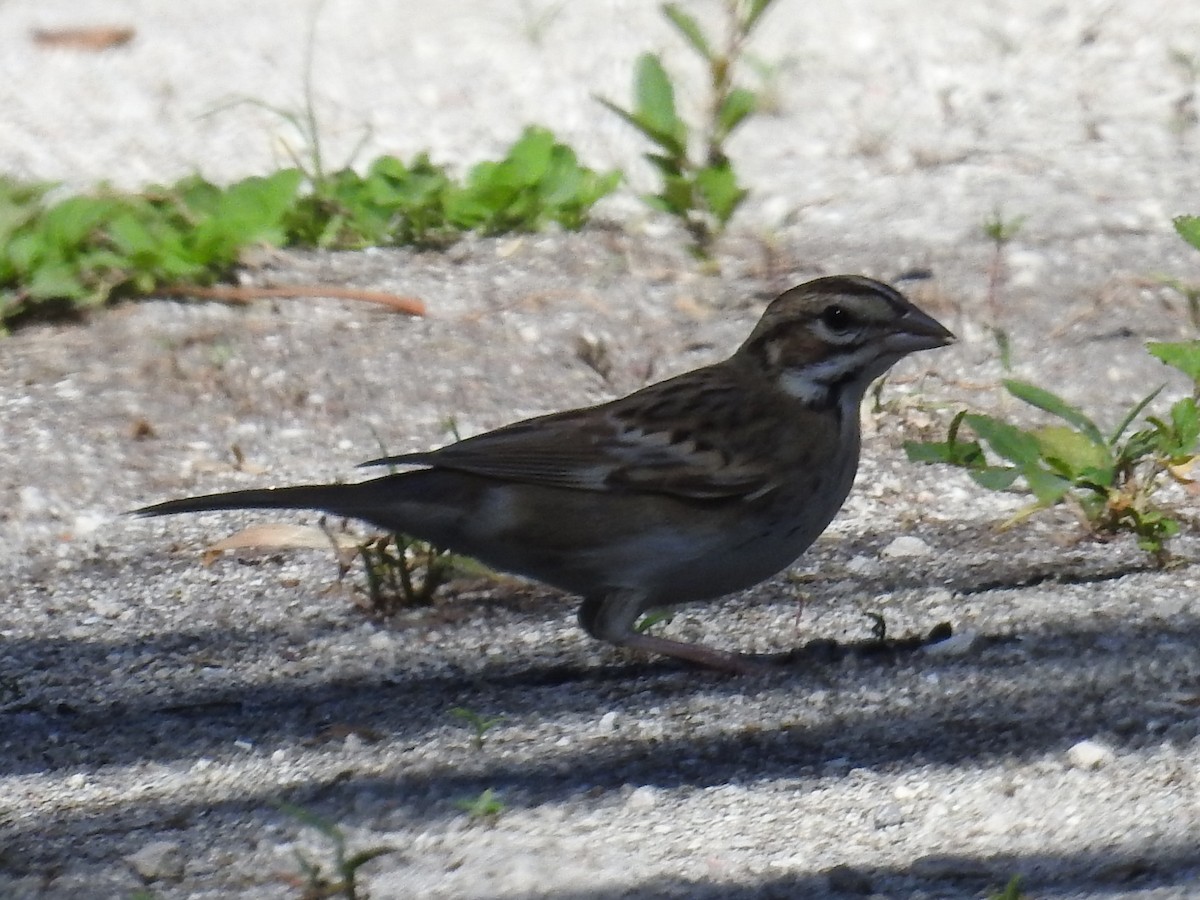 Lark Sparrow - ML642786608