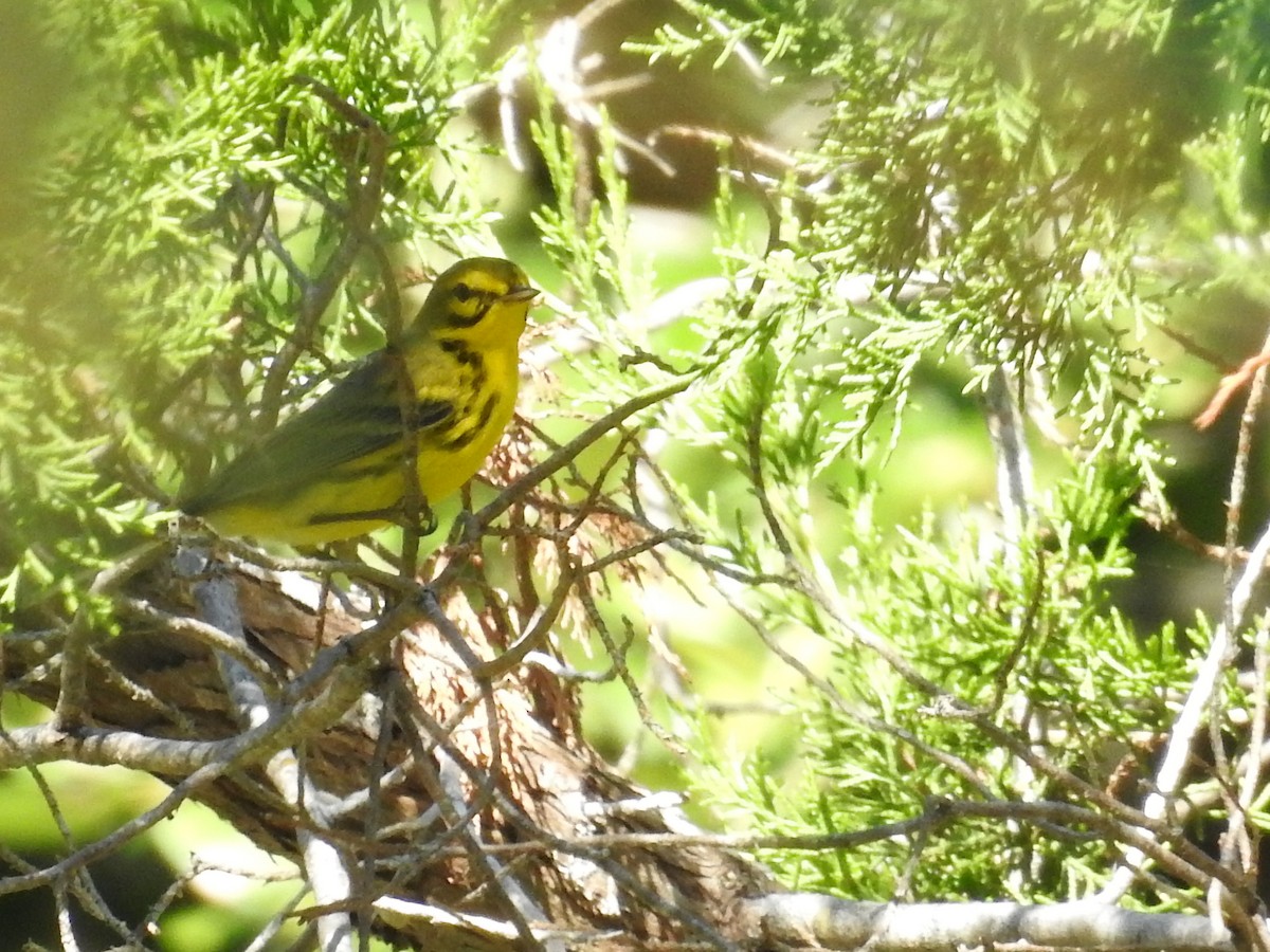 Prairie Warbler - ML642786614