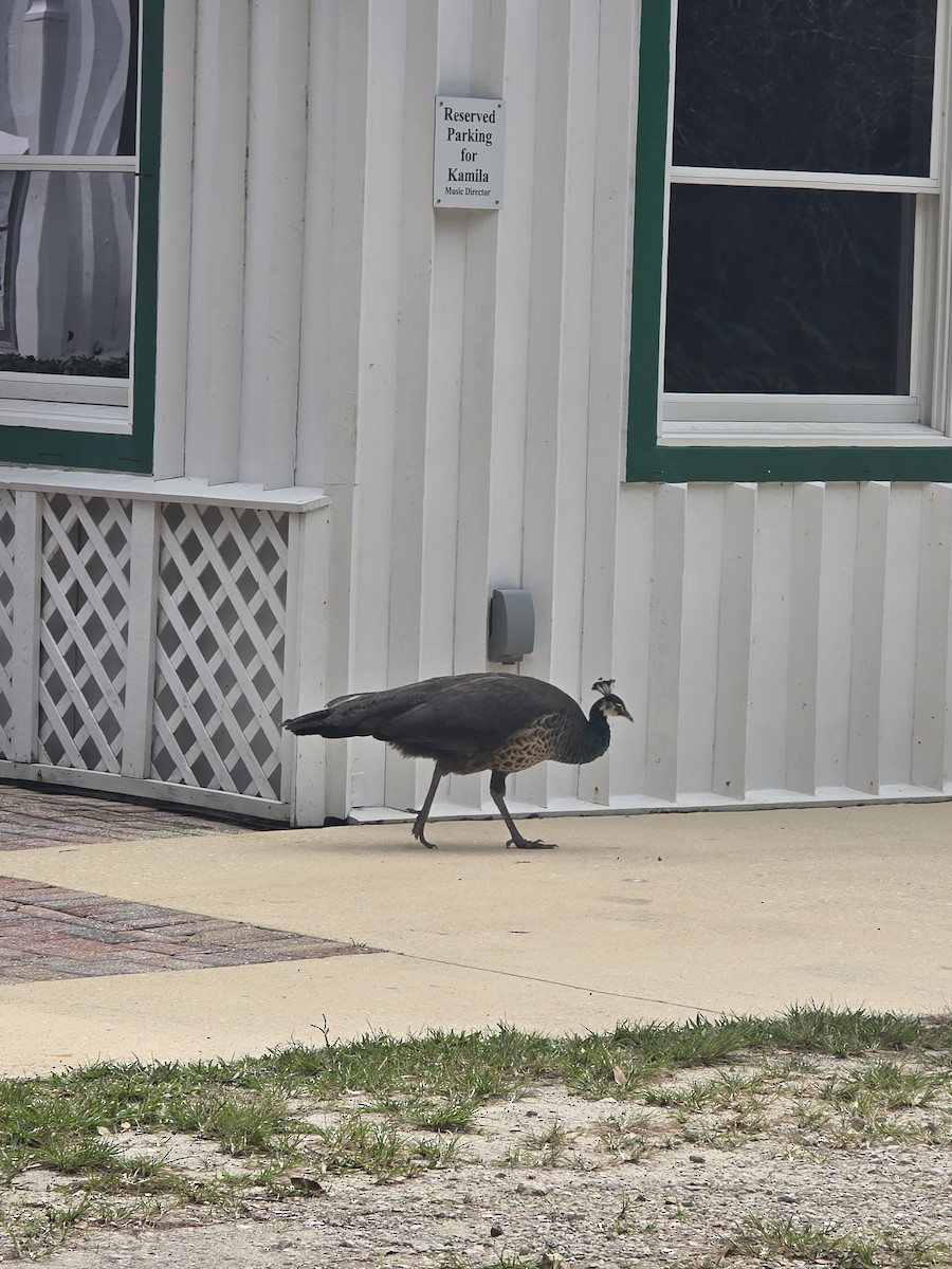 Indian Peafowl - ML642786617
