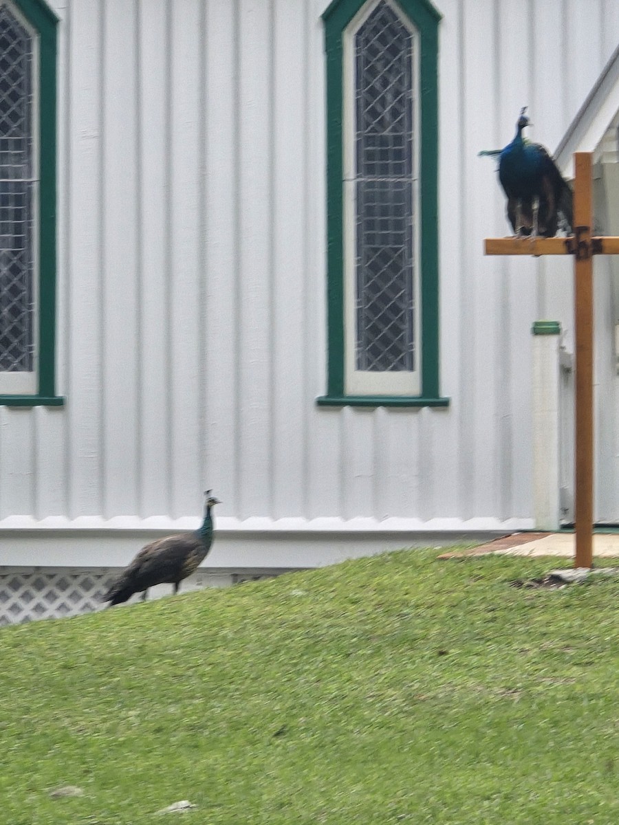 Indian Peafowl - ML642786618