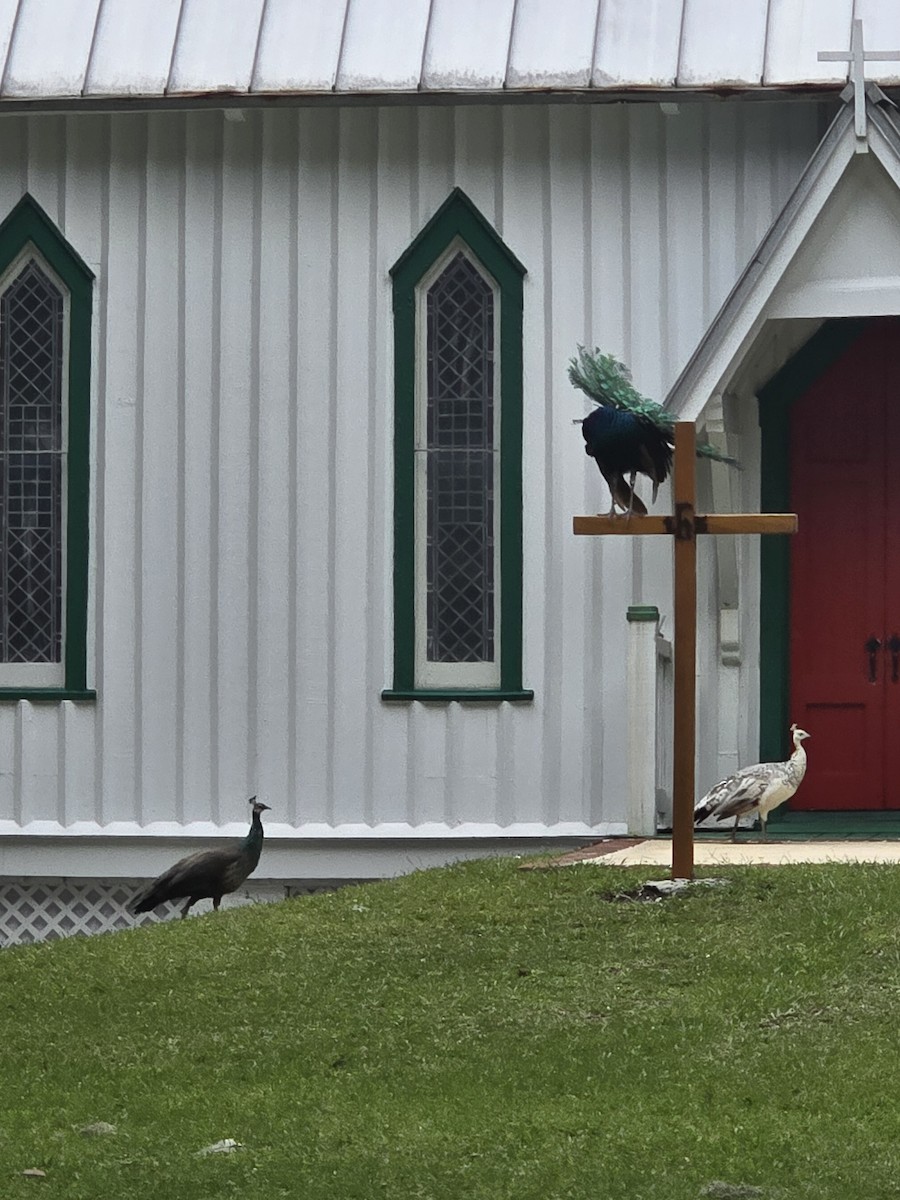 Indian Peafowl - ML642786619