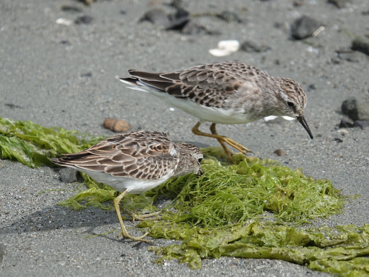 Least Sandpiper - ML642786620
