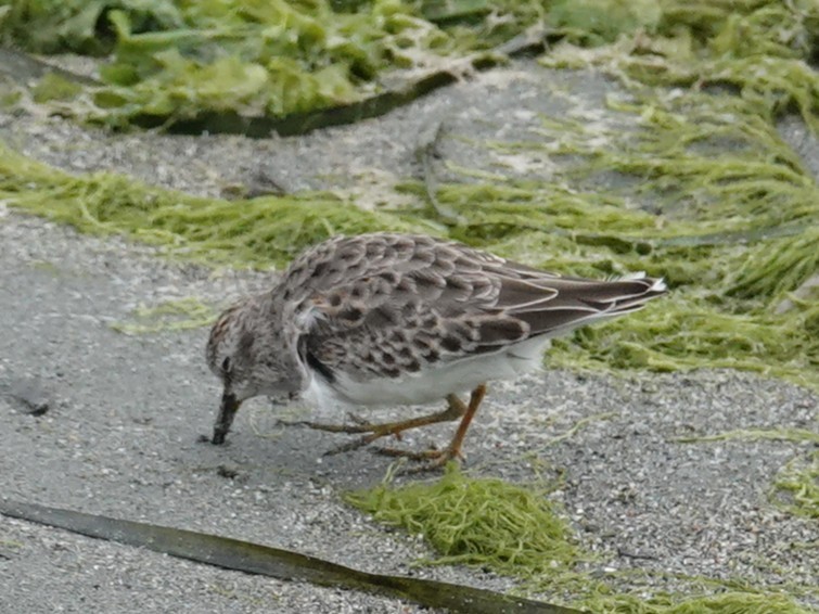 Least Sandpiper - ML642786669