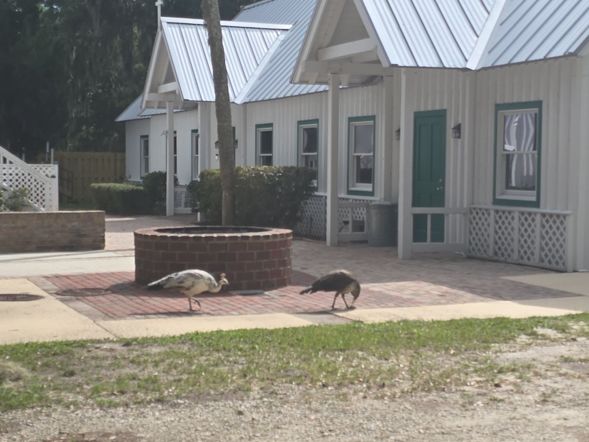 Indian Peafowl - ML642786678