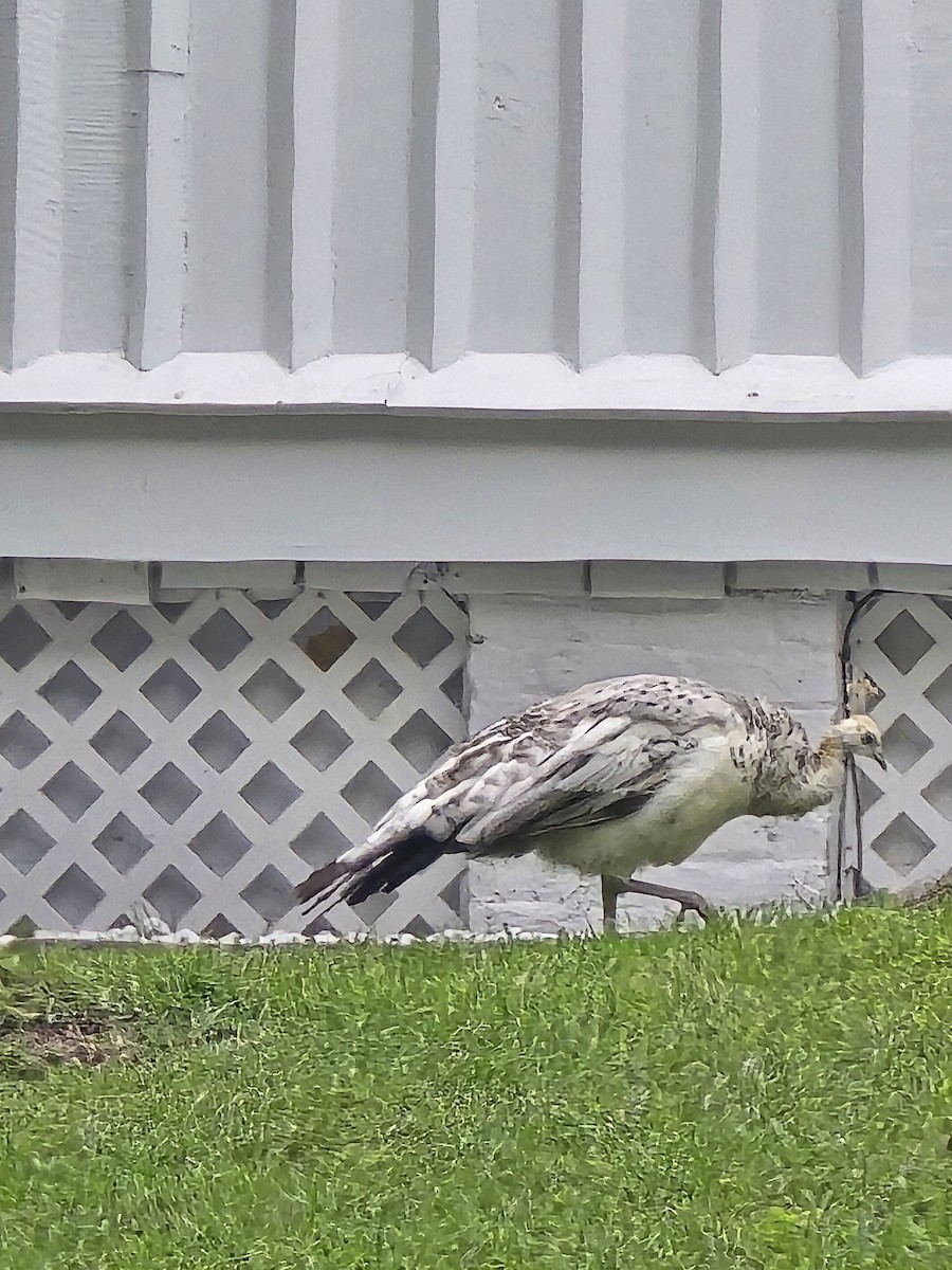 Indian Peafowl - ML642786680
