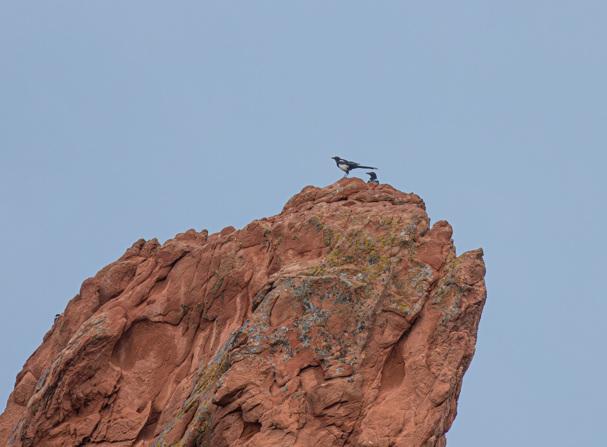 Black-billed Magpie - ML642786681