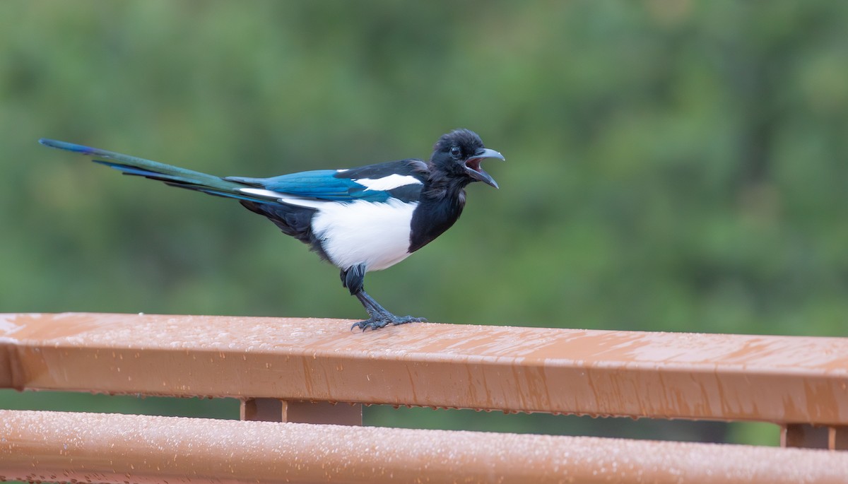 Black-billed Magpie - ML642786682