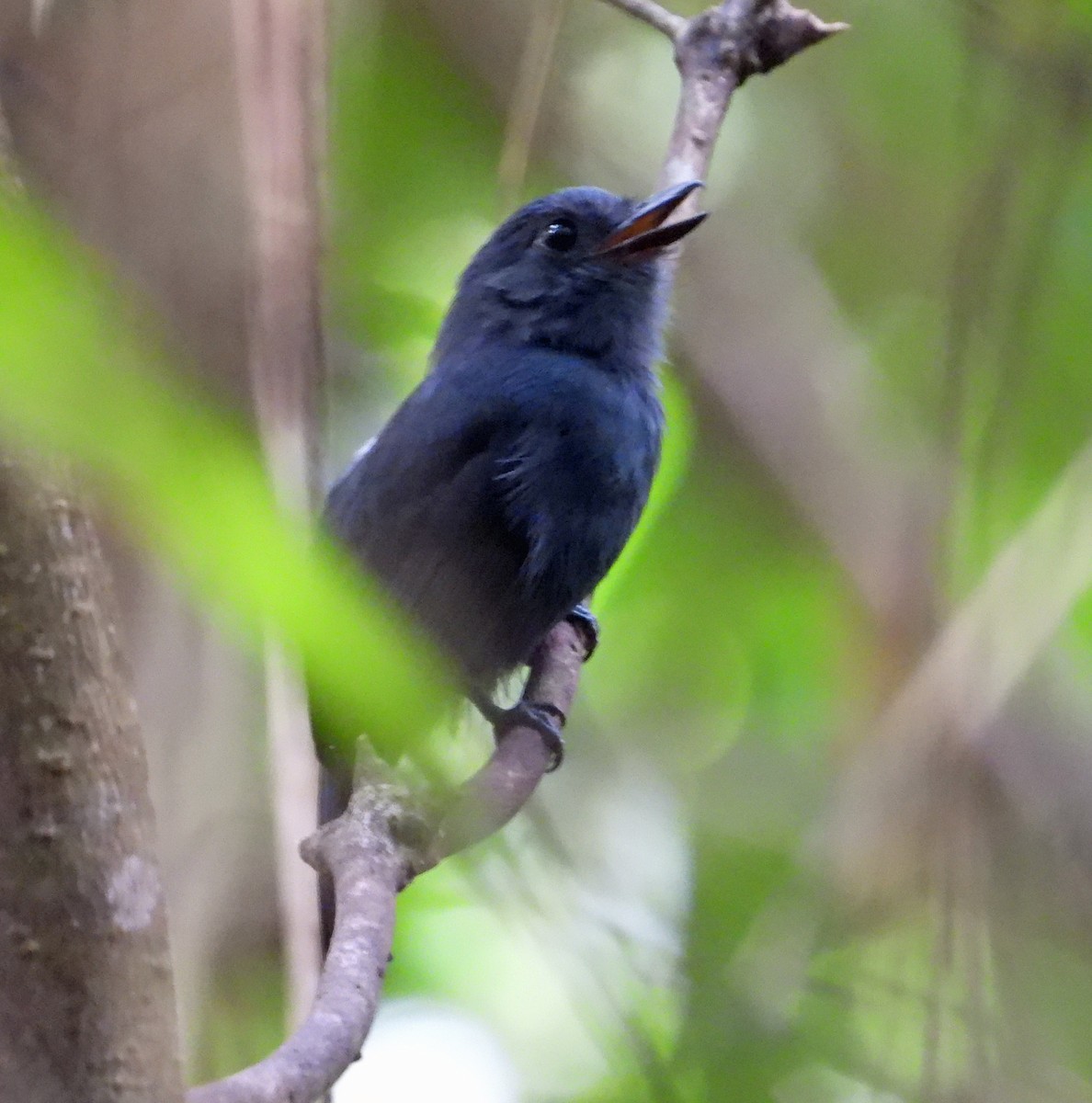 Bluish-slate Antshrike - ML642786691