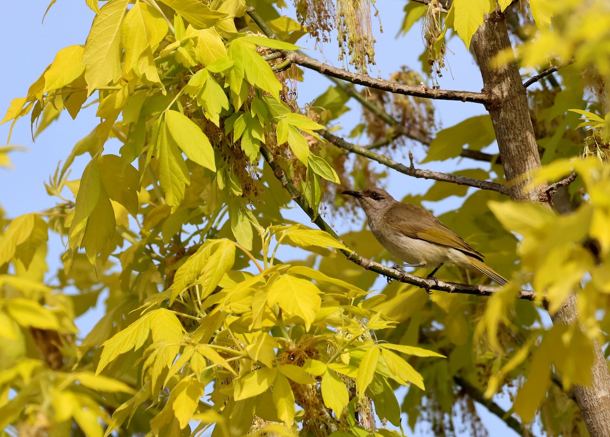 Brown Honeyeater - ML642786711