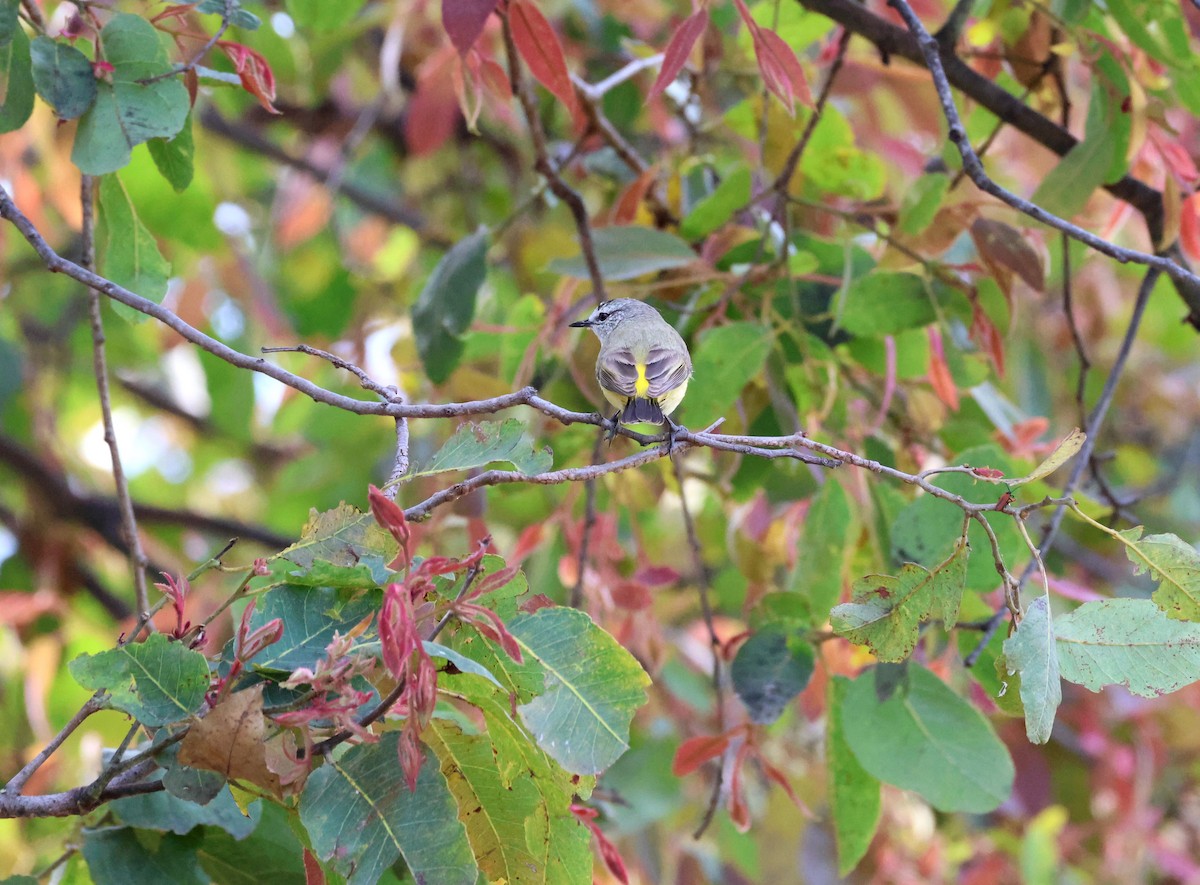 Yellow-rumped Thornbill - ML642786729