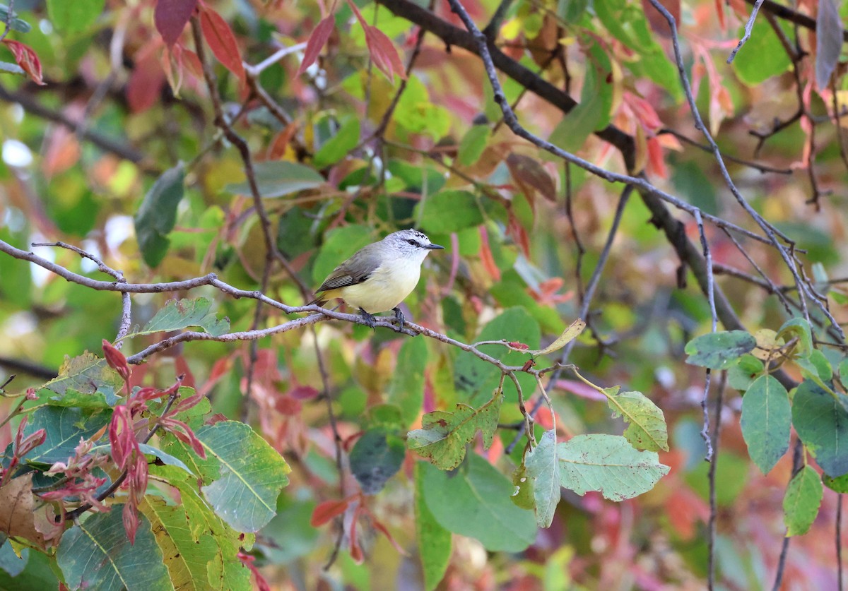 Yellow-rumped Thornbill - ML642786736
