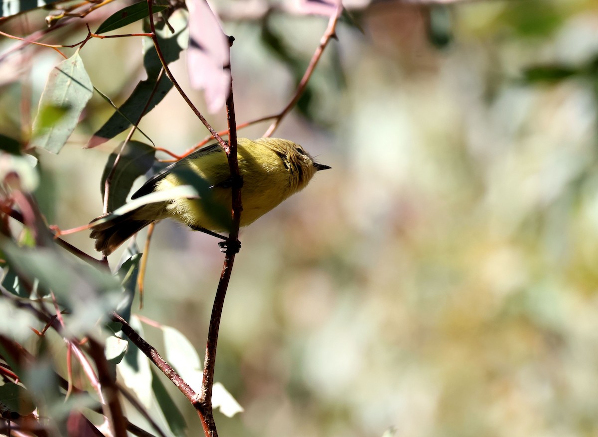 Yellow Thornbill - ML642786749