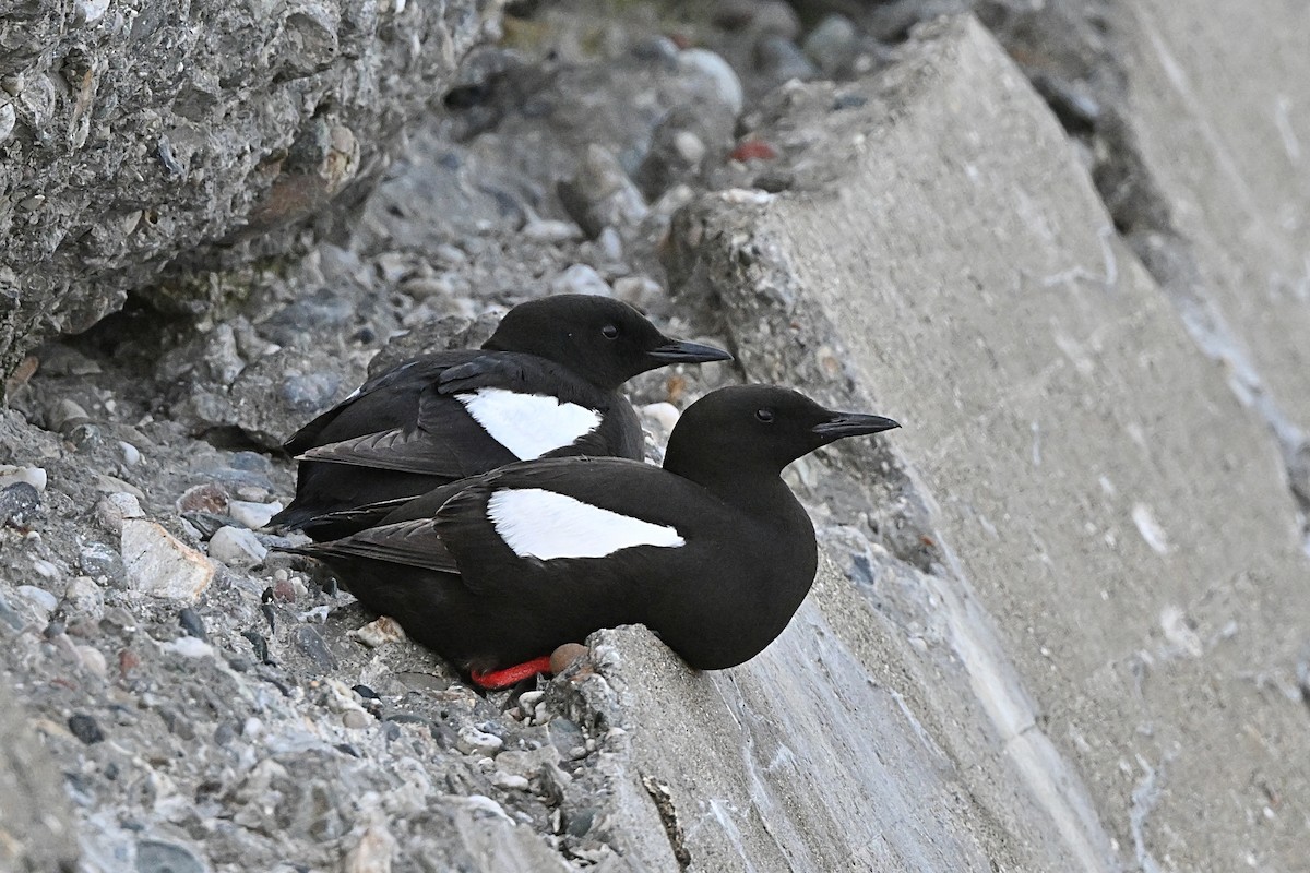Black Guillemot - ML642786781