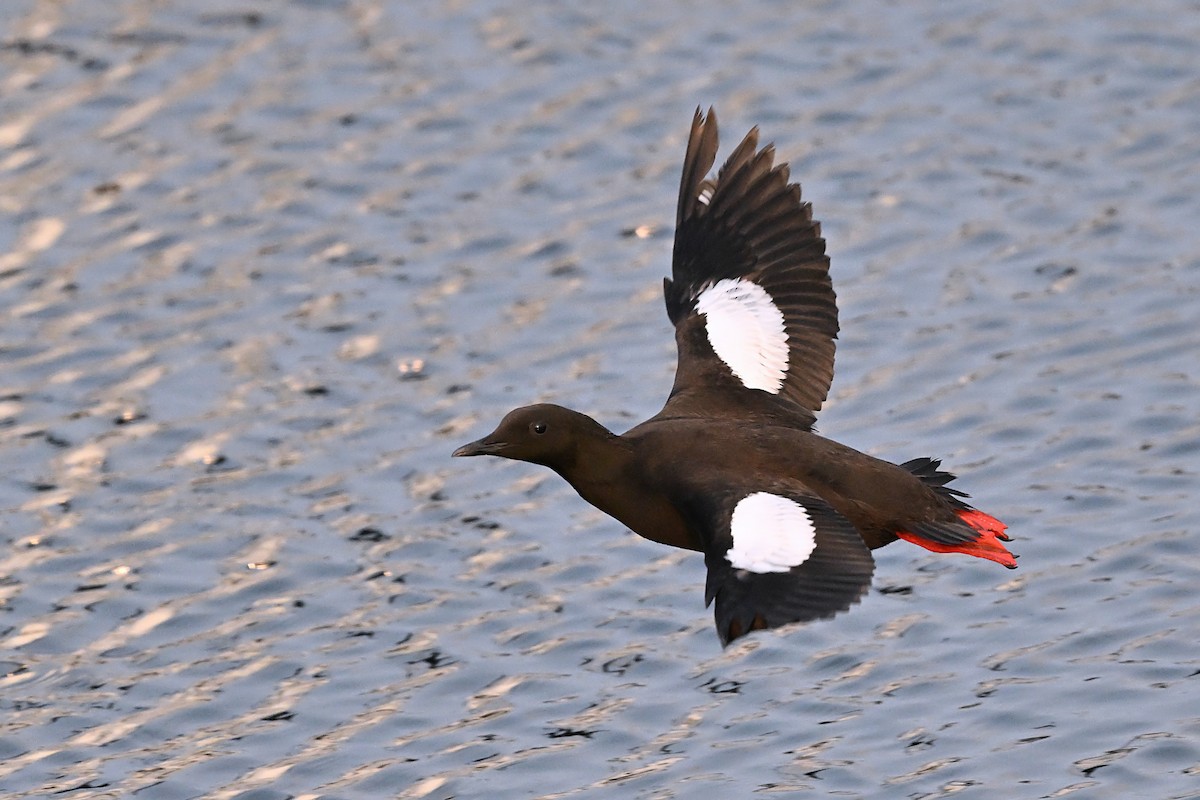 Black Guillemot - ML642786784