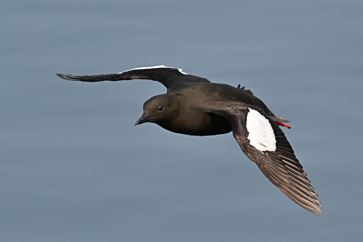Black Guillemot - ML642786785