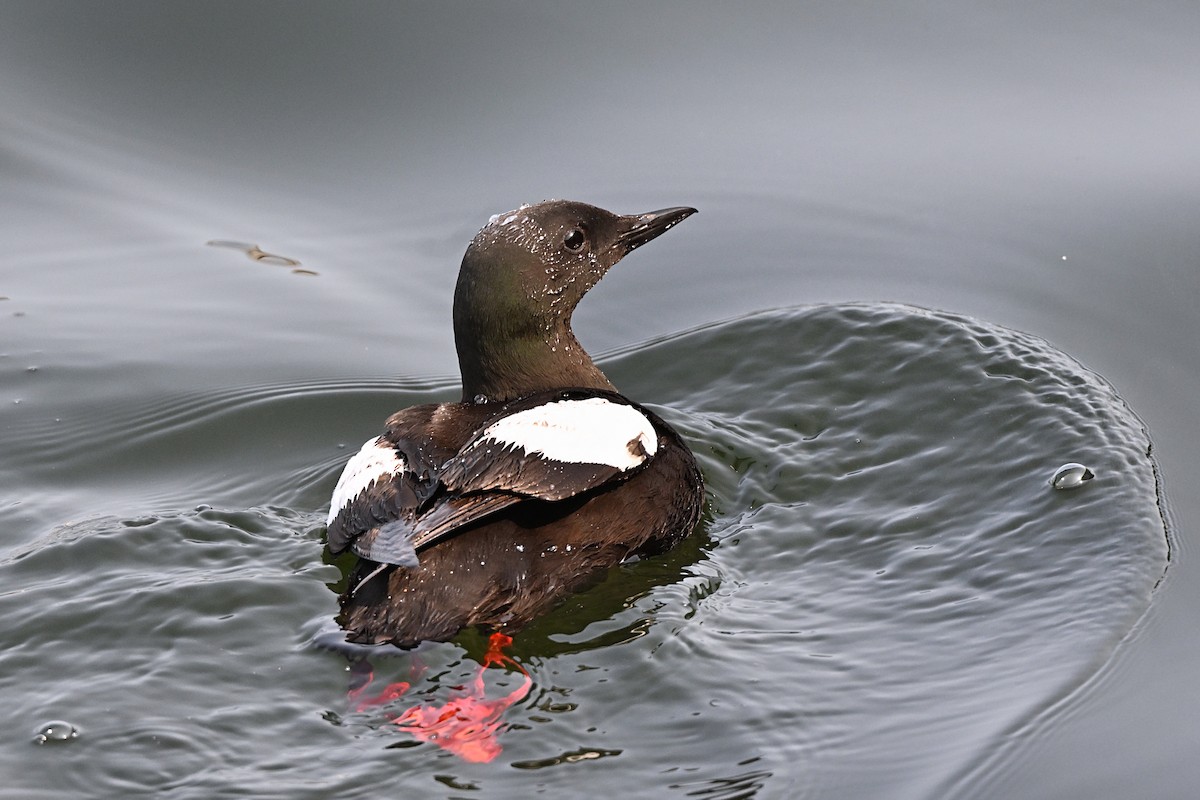 Black Guillemot - ML642786788