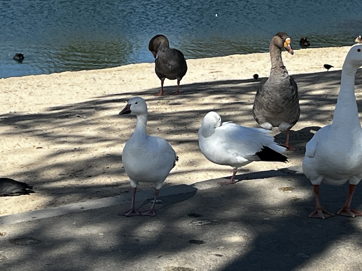 Snow Goose - ML642786798
