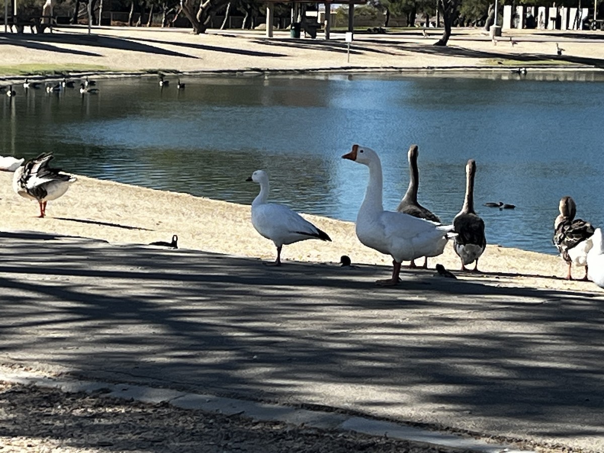 Snow Goose - ML642786799
