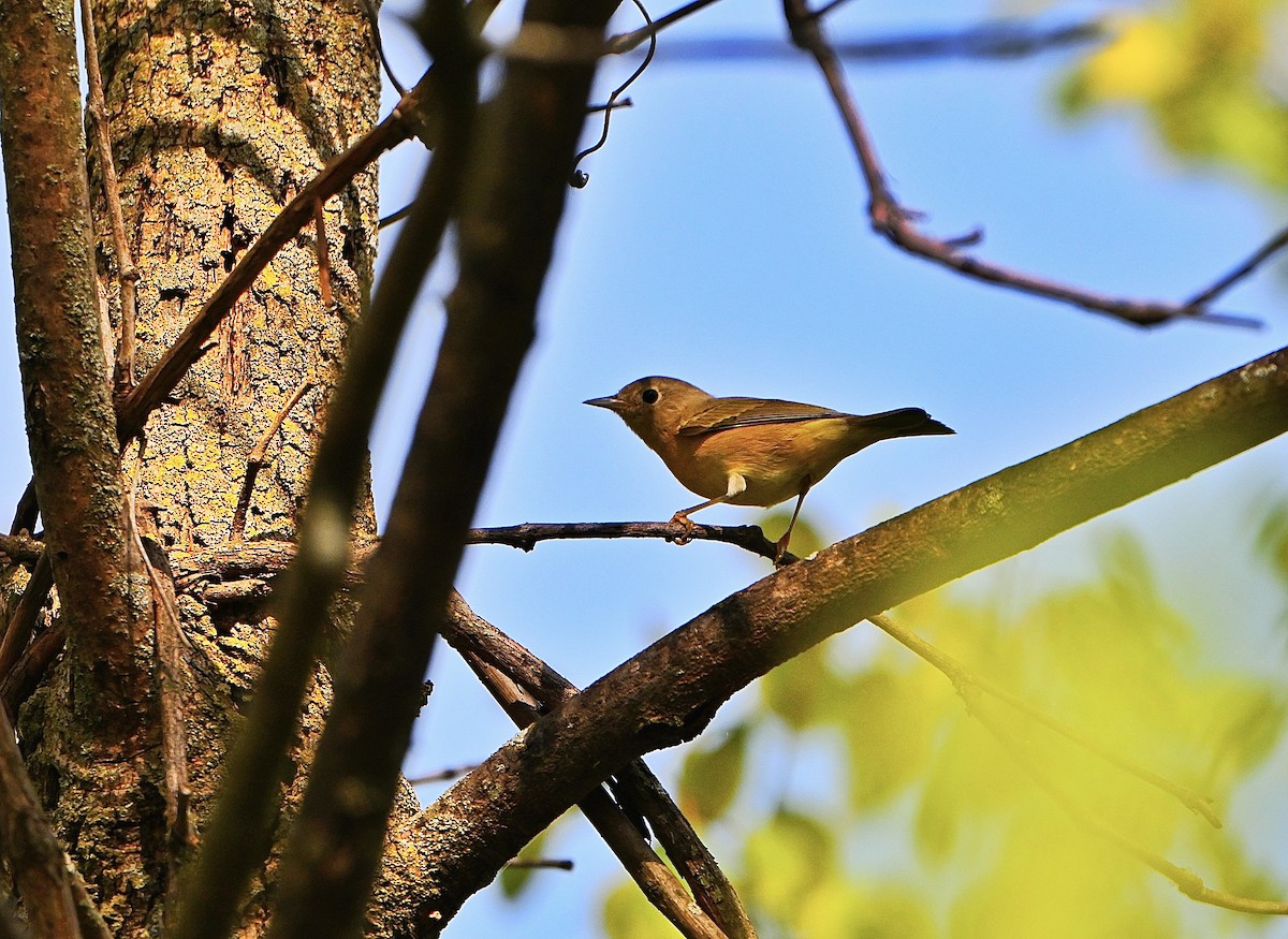 new world warbler sp. - ML642786805