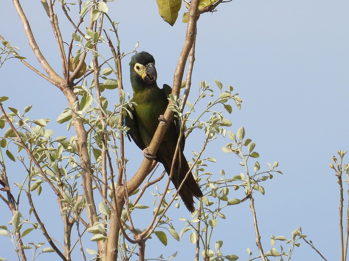 Yellow-collared Macaw - ML642786816