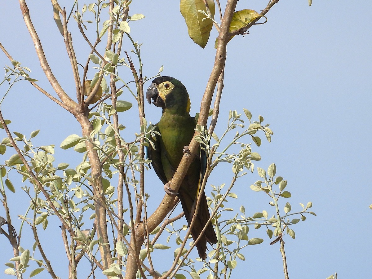 Yellow-collared Macaw - ML642786817
