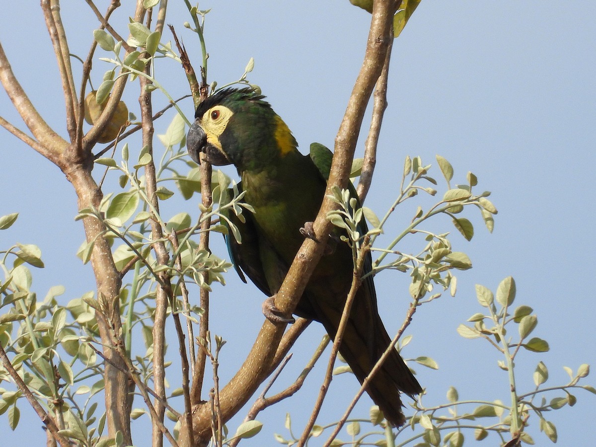 Yellow-collared Macaw - ML642786818