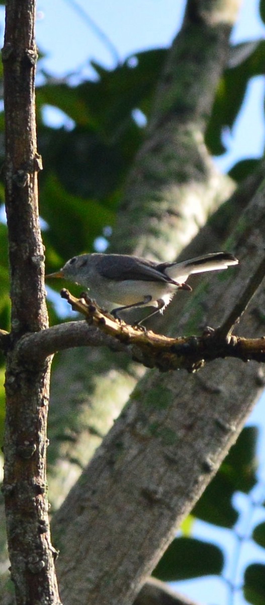 Cuban Gnatcatcher - ML642786819