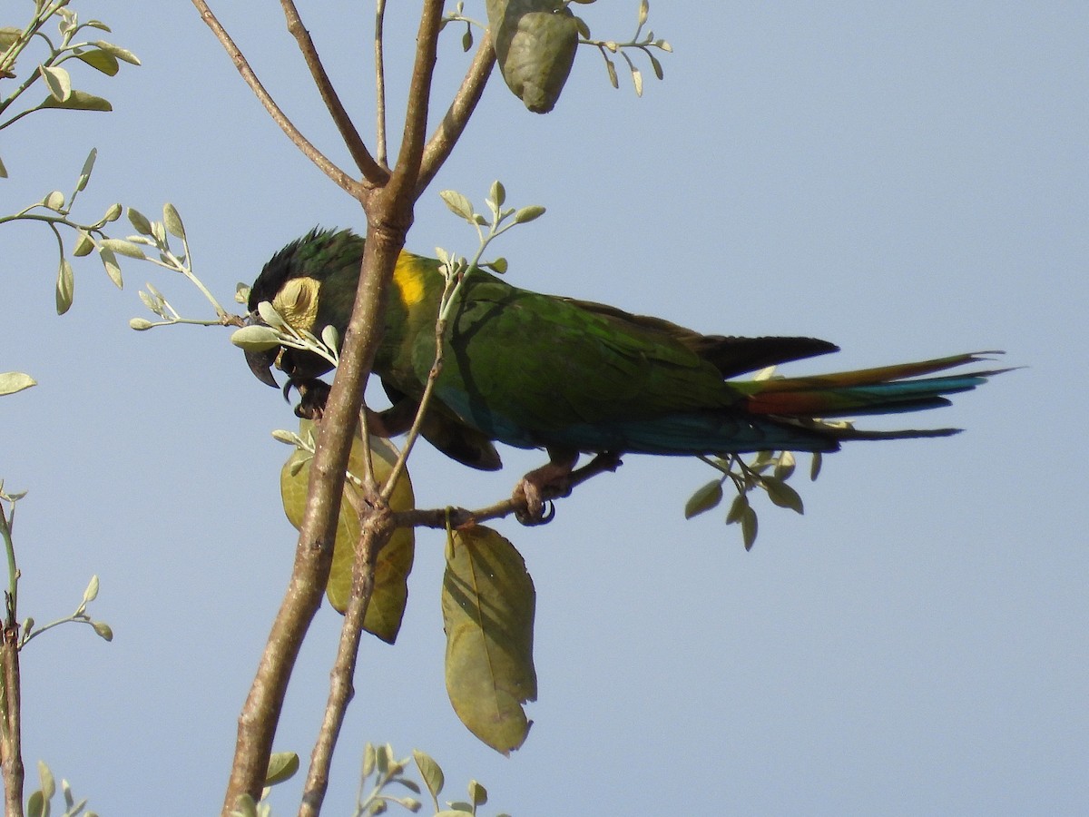 Yellow-collared Macaw - ML642786820
