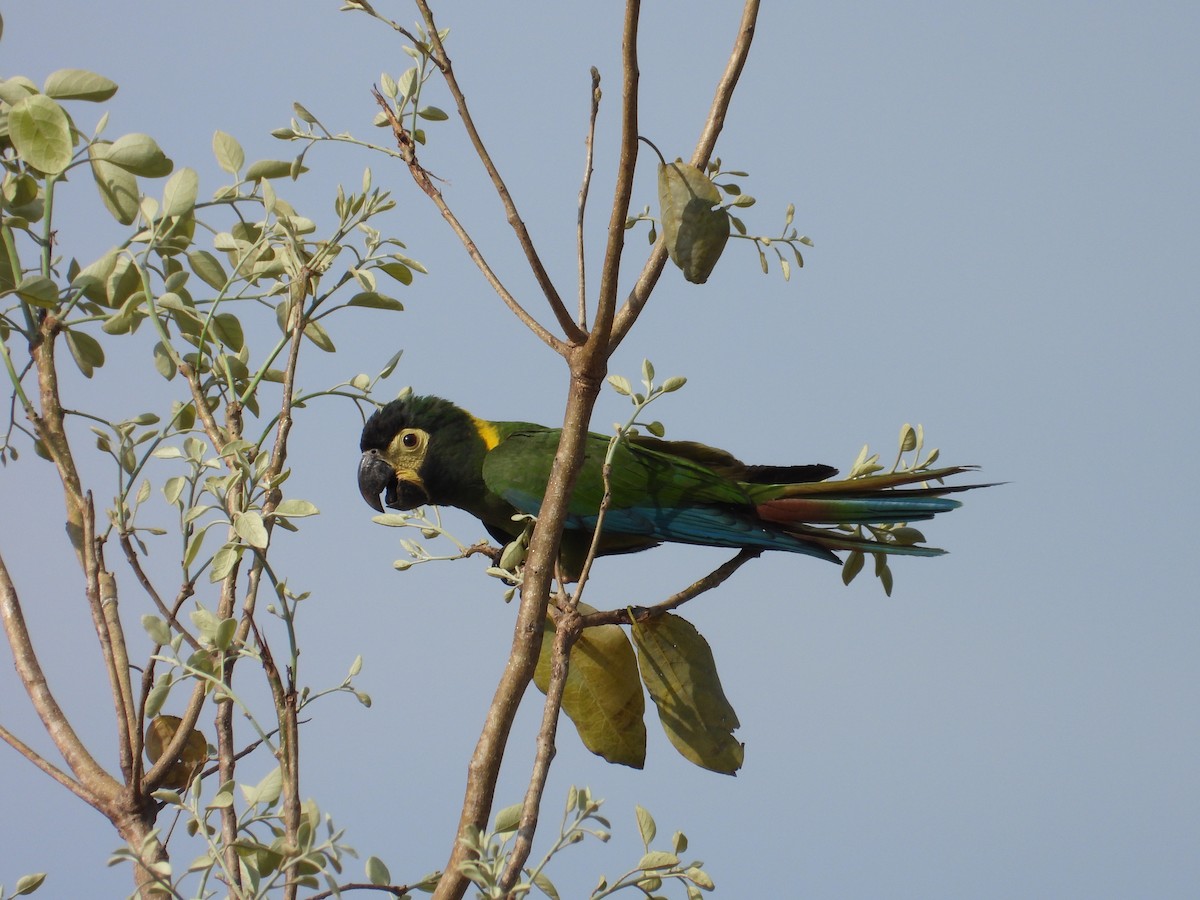 Yellow-collared Macaw - ML642786821